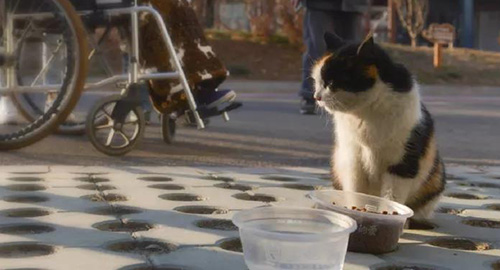 荣基金记事——猫司令